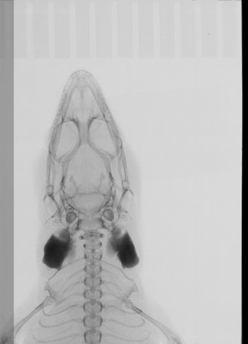 Media type: image;   Herpetology R-177911